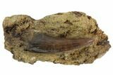 Serrated, Tyrannosaur (Nanotyrannus) Tooth In Rock #91367-3